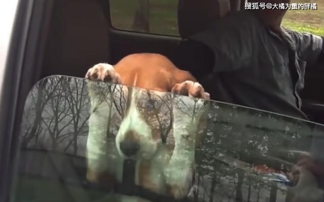 狗狗为什么爱扒主人？（探究狗狗扒主人的原因及背后的心理动机）
