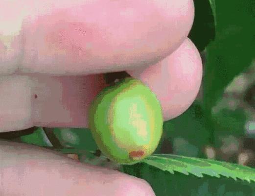 探索猴子时期（猴子时期的关键特征及其进化过程）