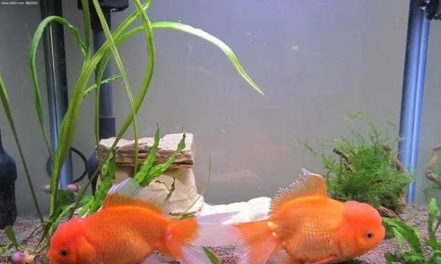养金鱼老水意味着什么？（金鱼生存环境和老水的关系）