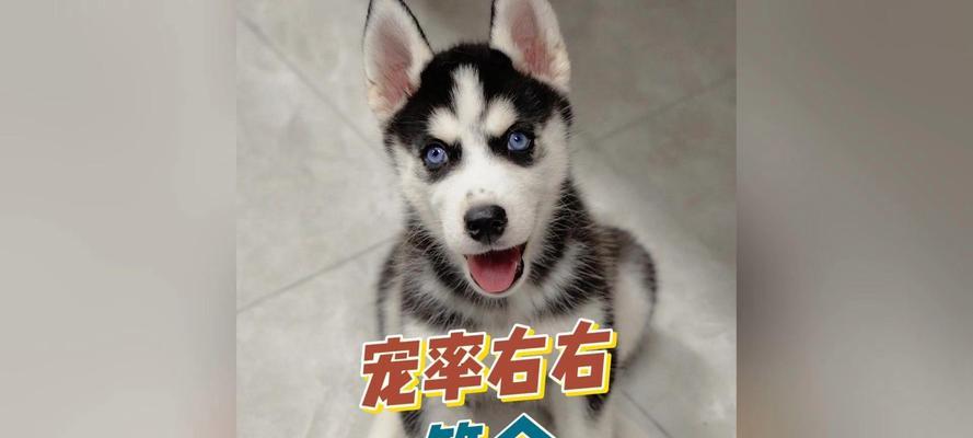 哈士奇的训练指南（探索哈士奇的训练潜力，让你的宠物成为最优秀的伙伴）