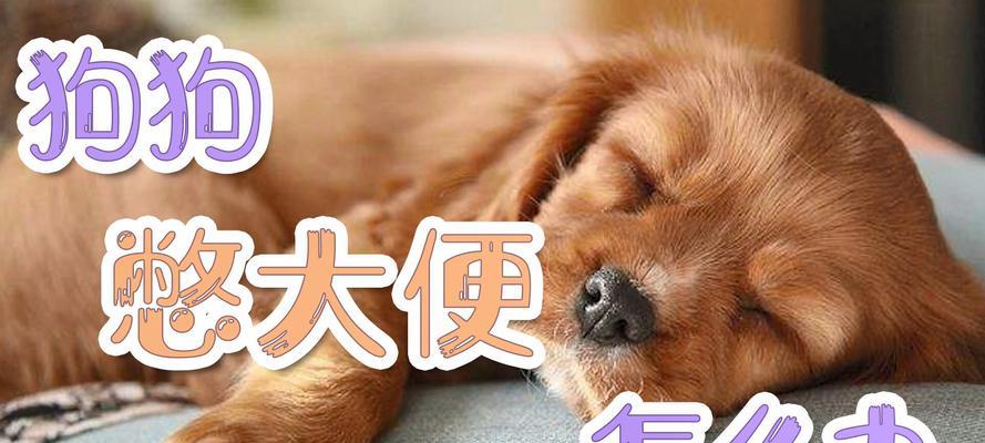 狗出门不拉屎的原因（探究狗不在户外排便的行为背后的原因）