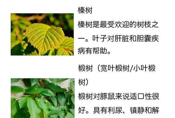 荷兰猪疾病的治疗药物（探索荷兰猪常见疾病的药物疗法及应用）