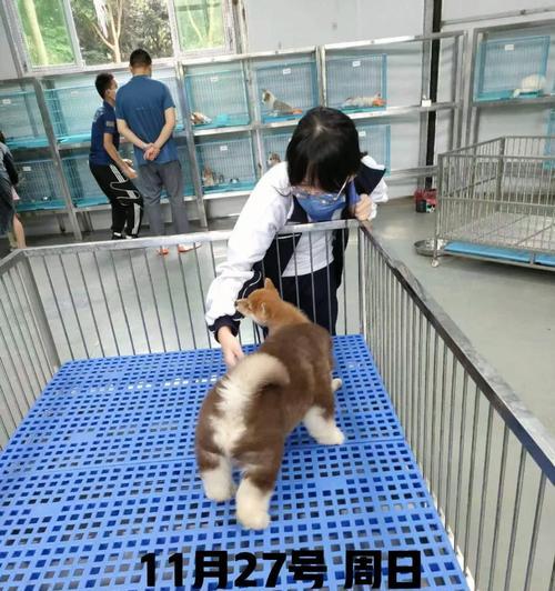 选择合适的途径购买宠物狗（以狗厂买狗需要注意什么？）