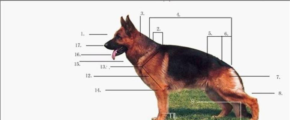 养宠物狗的手续（为你的爱犬办理各类必要手续）