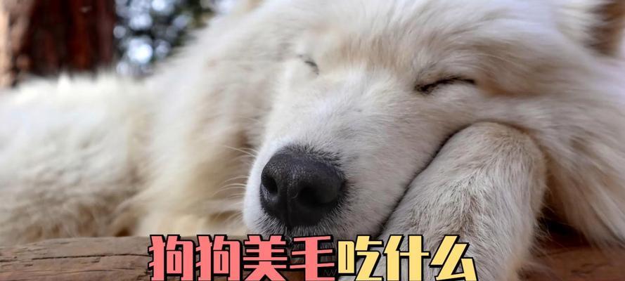 狗狗发烧了吃什么好？（为你的爱宠提供适合发烧时的饮食建议）