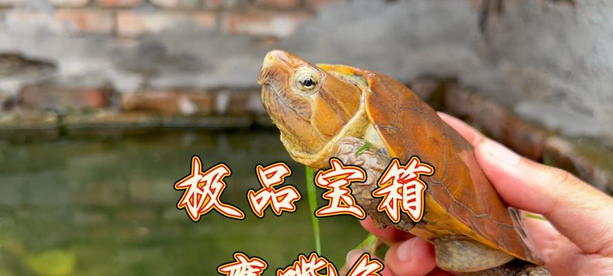 探索鹰嘴龟的特征和习性（解密鹰嘴龟的生态环境和保护措施）