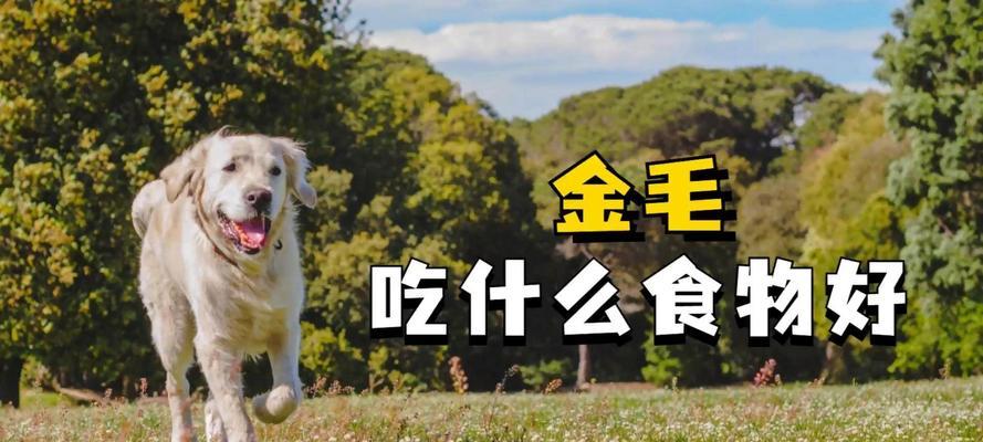 八个月大的金毛犬的饮食要求（八个月大的金毛犬需要注意的饮食细节）