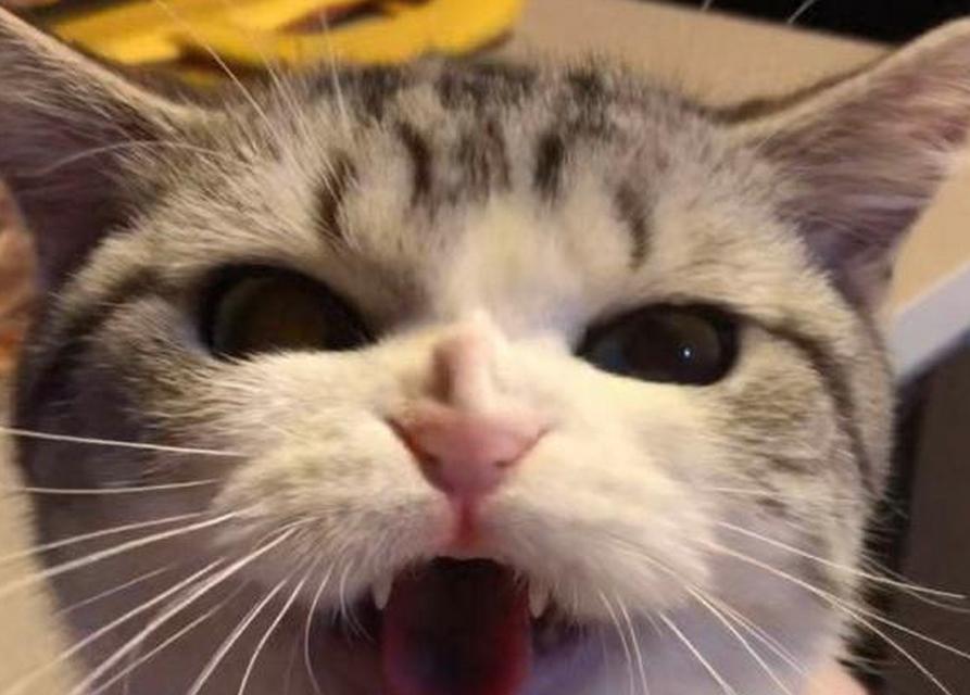 猫嗅味道哈气的奥秘（探索猫的嗅觉世界，哈气的真相揭秘）
