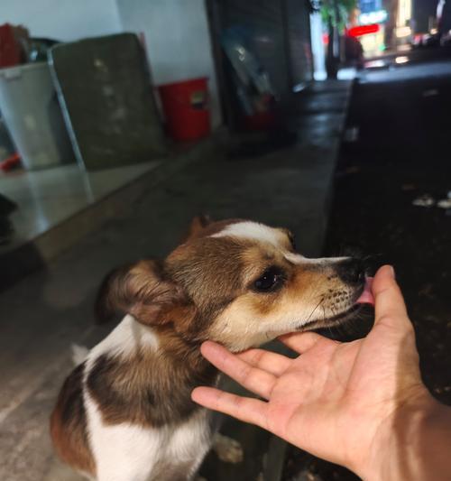 深夜犬吠，究竟缘何？（探索狗在晚上叫的原因及解决方法）