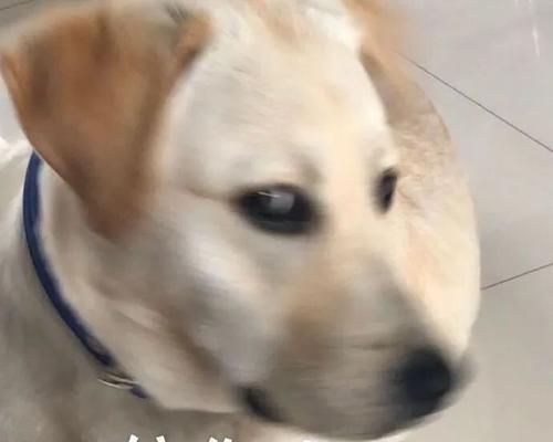 狗狗是如何看到鬼的？（揭秘狗狗与灵界的神秘联系）