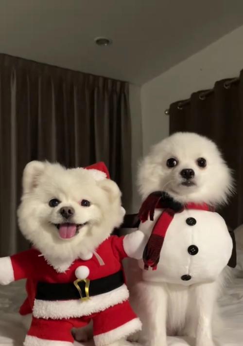 揭秘以雪球狗（探索以雪球狗的品种和特征，解析其独特之处）