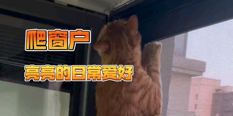 猫咪如何通过窗户表达情感（以猫爬窗户代表什么意思，探究猫咪的行为语言）