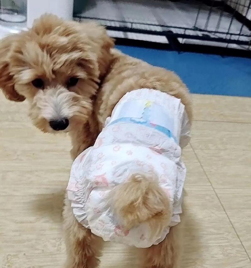 狗出血（了解狗出血的病因与应对之策）