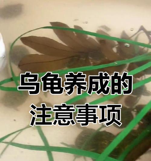 养龟人该给龟吃什么？（龟类饮食营养全面，关键在于均衡和多样化）