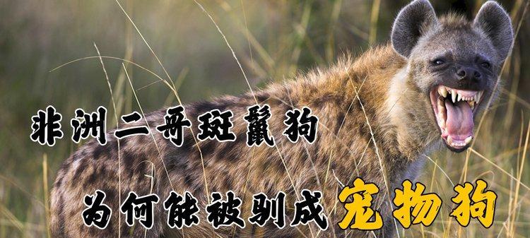 狗类驯服之谜（揭秘狗类驯服的历史、心理和利益关系）
