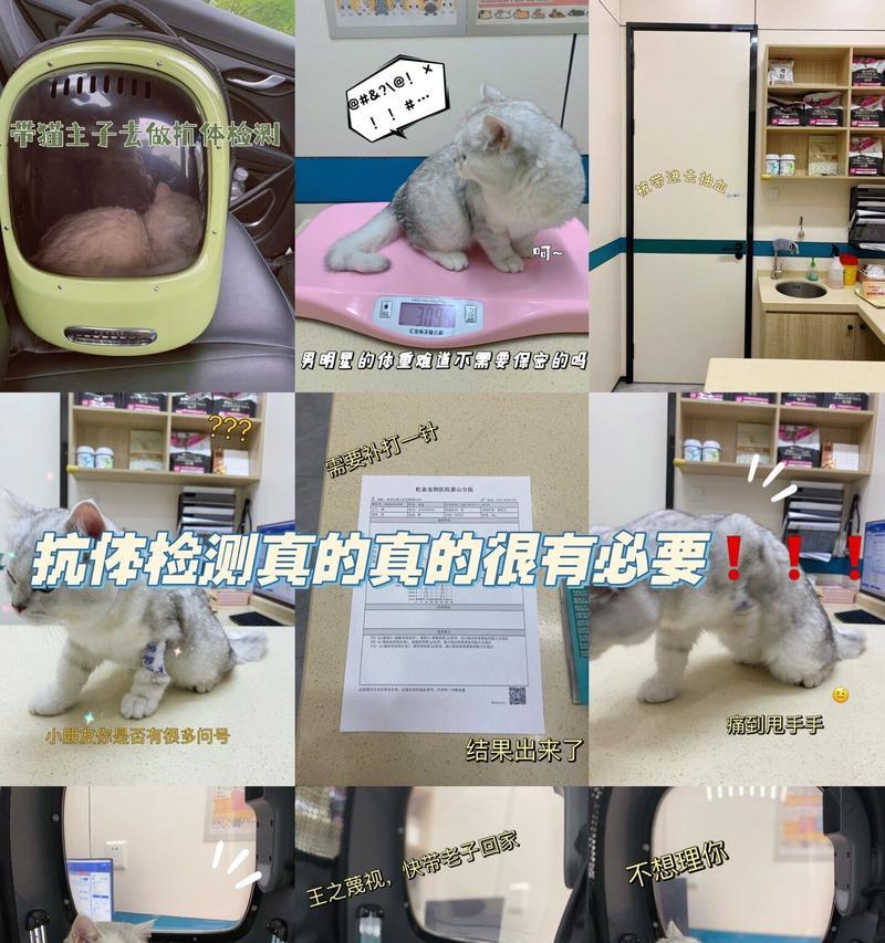 猫疫苗（了解猫疫苗的种类和费用，让您的爱宠远离疾病）