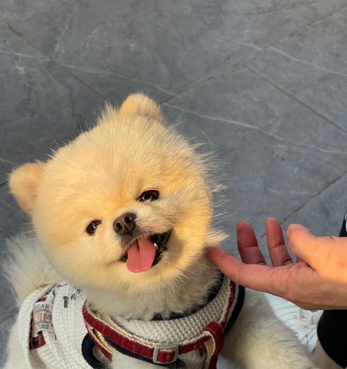 博美的多彩世界（揭秘博美独特的色彩魅力）