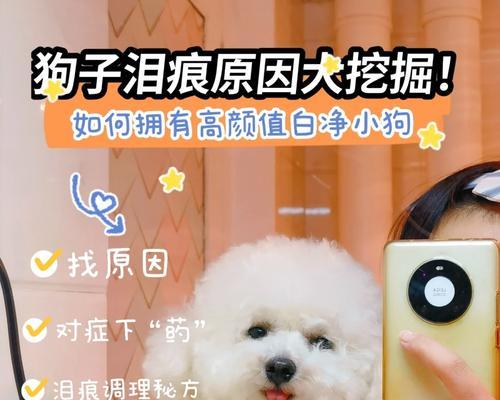 寻狗偏方（迷失家园的小伙伴，寻狗偏方助你解忧）