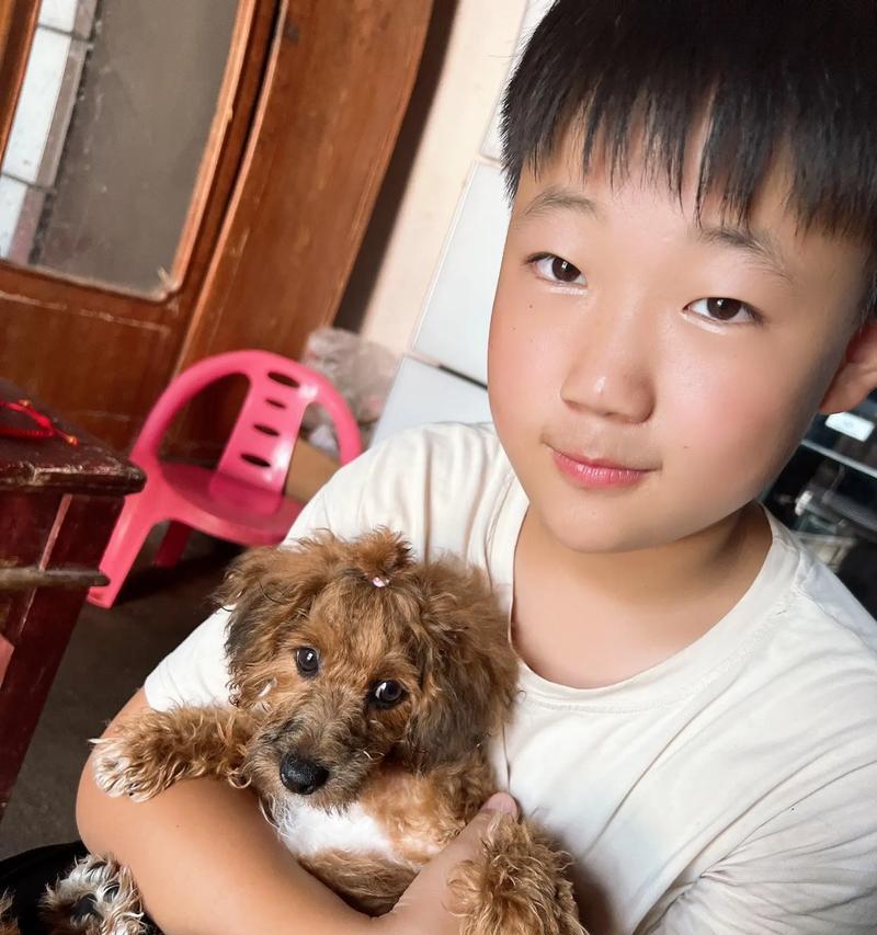 泰迪狗老添爪子的原因解析（探究泰迪狗为何老爱舔舐自己的爪子）