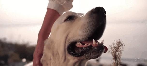 探讨猫类与犬类的关系（一窥猫犬之争的源起与现状）