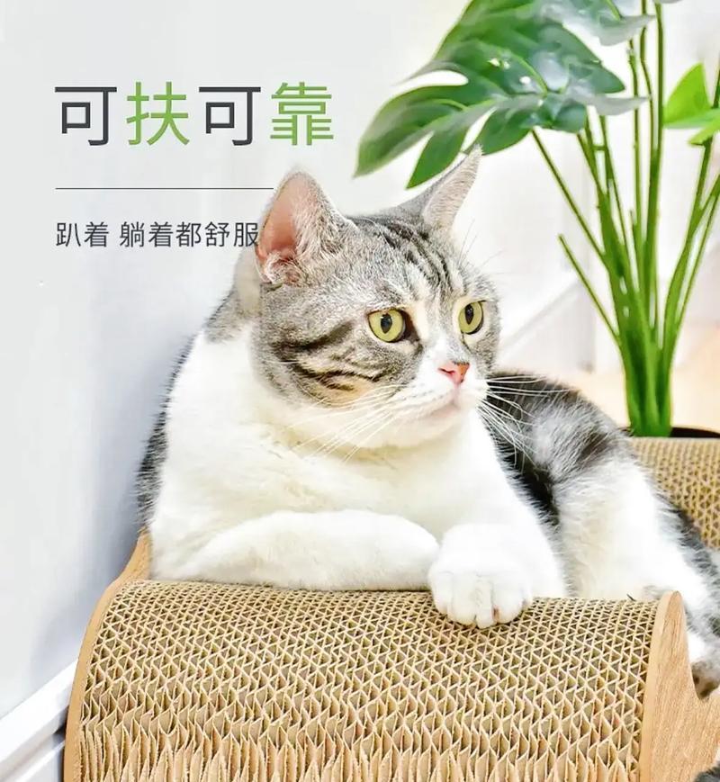 猫为何喜欢睡在猫抓板上？（探究猫咪对猫抓板的钟爱，为什么会选择猫抓板作为睡觉场所？）
