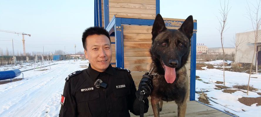 以战犬里的警犬——德国牧羊犬（德国牧羊犬）