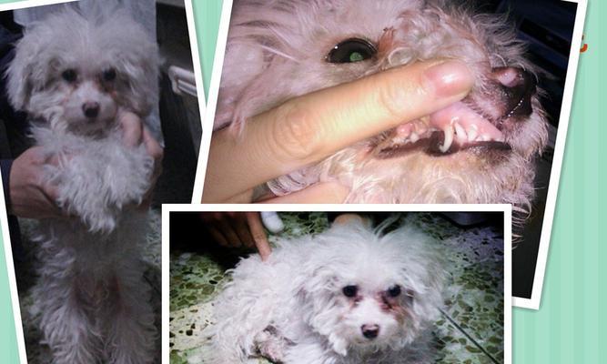 比熊犬断奶时间的重要性（合理的断奶时间关乎比熊犬健康成长）