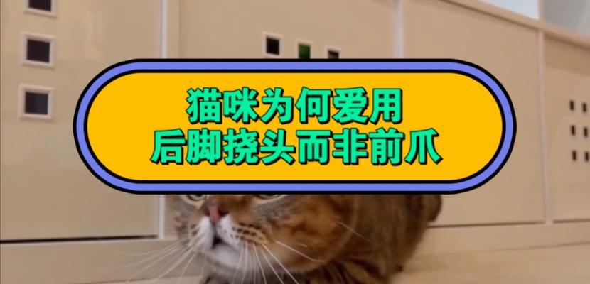 猫爪子的奥秘（探寻猫咪对爪子的特殊情结）