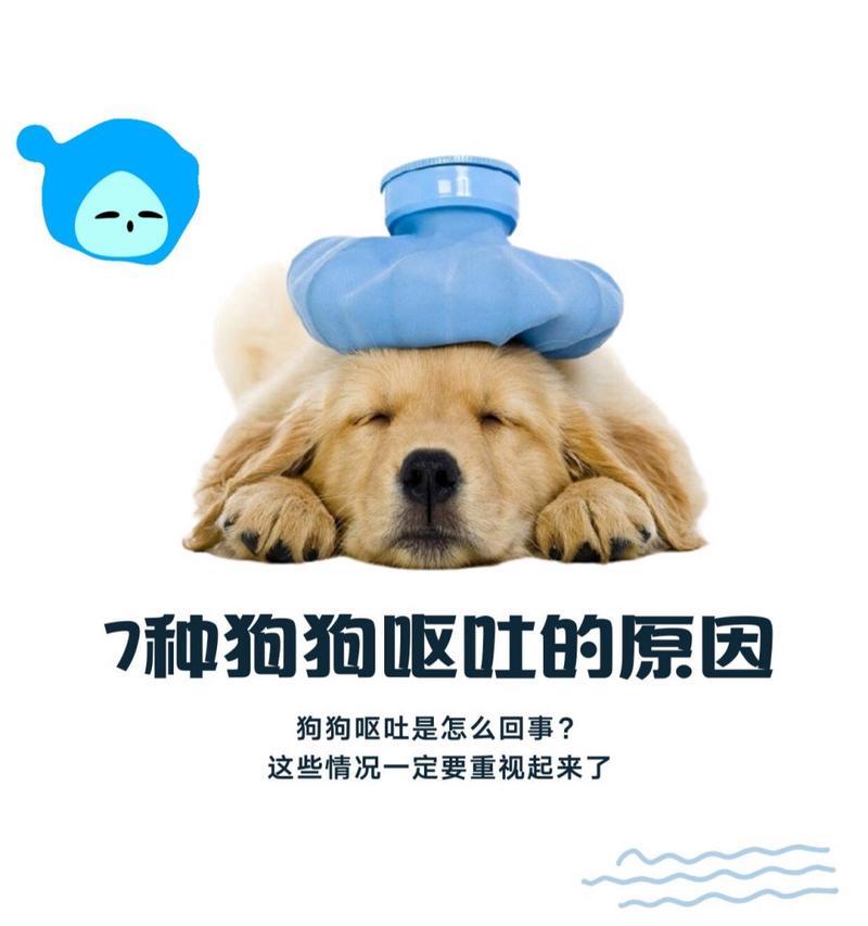小狗饭后吐的原因及应对方法（揭开小狗饭后吐背后的原因，让它们健康吃饭）