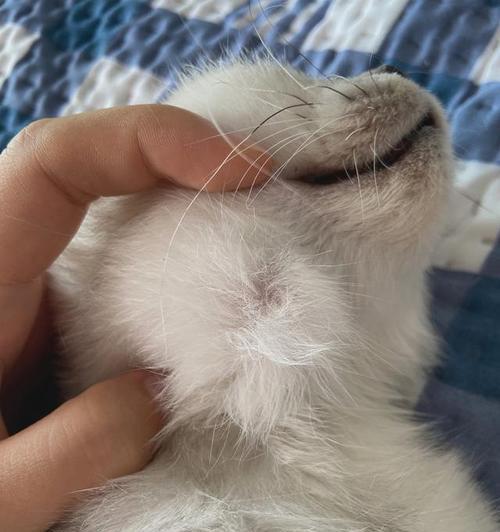 为什么猫喜欢蹭脖子？（探寻猫咪蹭脖子的原因）