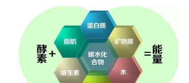 宝宝泰迪健康成长的饮食秘诀（增强抵抗力的关键营养素和建议）