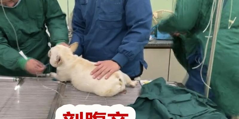 狗狗剖腹产的最佳送检时间是什么？（选择合适的时机，确保狗狗安全和成功分娩）