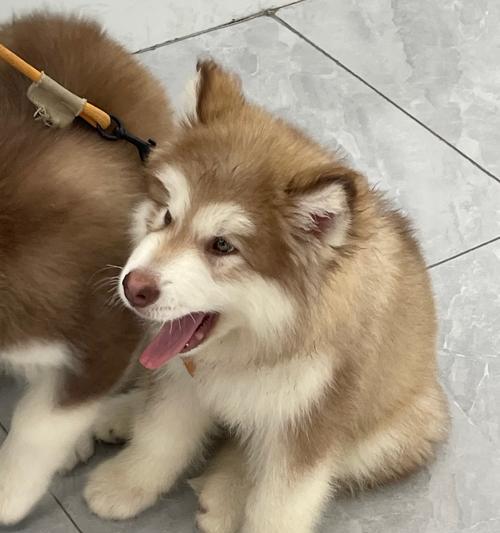 幼犬必须接种的疫苗以及重要性（保护你的幼犬免受疾病侵袭的关键措施）