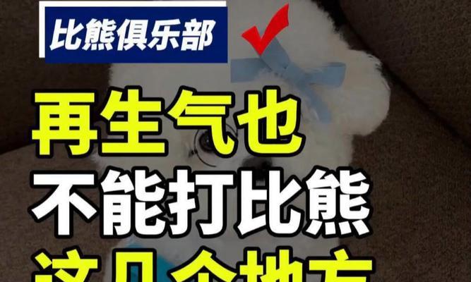 为什么比熊犬不适合作为主要宠物？（探索比熊犬的特点和需求，为宠物选择提供参考）