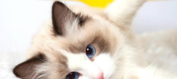 健康猫咪的秘密（为什么某些猫不容易生病？）