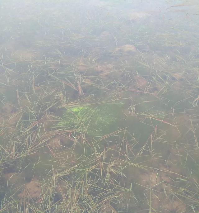 虾对水质的敏感性及其原因（探究虾类对水质敏感的原因及其影响）