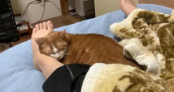 猫为何喜欢观察主人睡觉（揭秘猫咪看主人睡觉的心理动机）