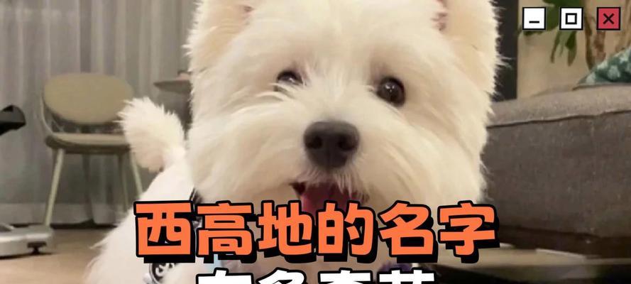 全球狗名字大赏（揭秘狗狗名字世界的奇妙与多样性）