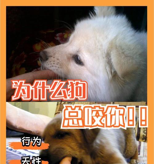 狗狗为什么喜欢咬门？（探究狗狗咬门行为的原因及解决方法）