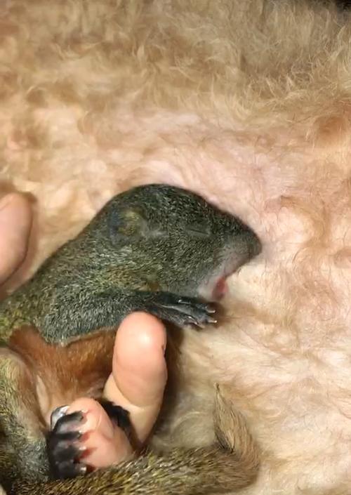狗早产（了解狗早产的原因、症状和治疗方法）