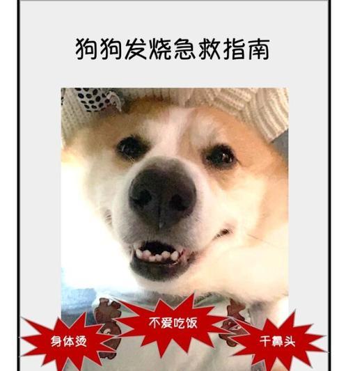 狗狗发烧了吃什么消炎药？（选择合适的消炎药对狗狗的健康至关重要）