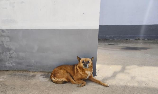 楼房里适合养什么动物？（为您提供在楼房中养动物的选择建议和注意事项）