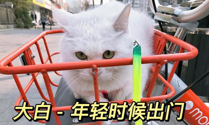 猫的活动习性揭秘（猫咪为什么总在夜晚变得活跃？）