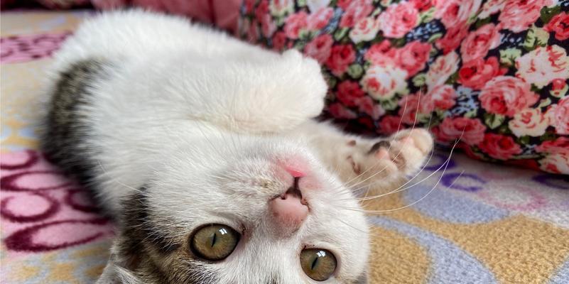 猫为什么爱吃花椒？（揭开猫咪对花椒的喜爱之谜）