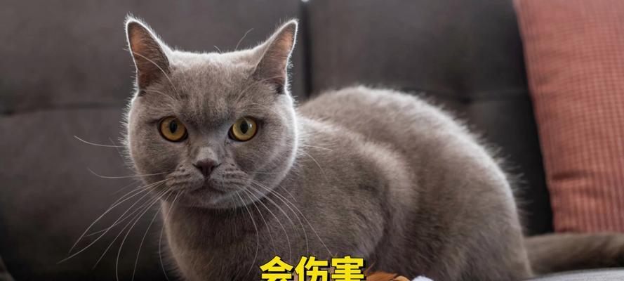 英短猫容易得的病及预防措施（了解英短猫常见疾病，让它们健康快乐生活）