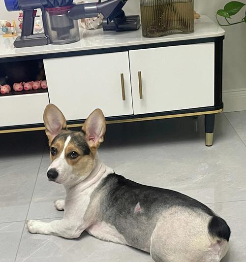 柯基剃什么形状最好？（了解柯基剃毛的不同形状选择，让你的宠物焕发新活力）
