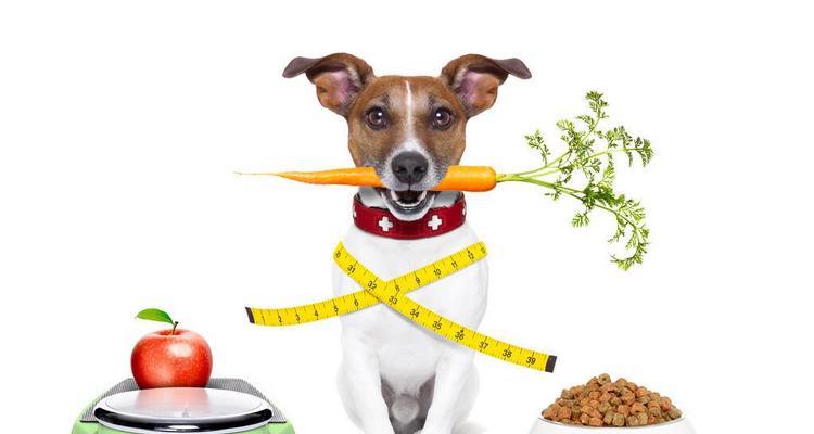 狗怀孕前50天的饮食需求（了解狗狗怀孕前的饮食要点，给你的宠物最佳的营养支持！）