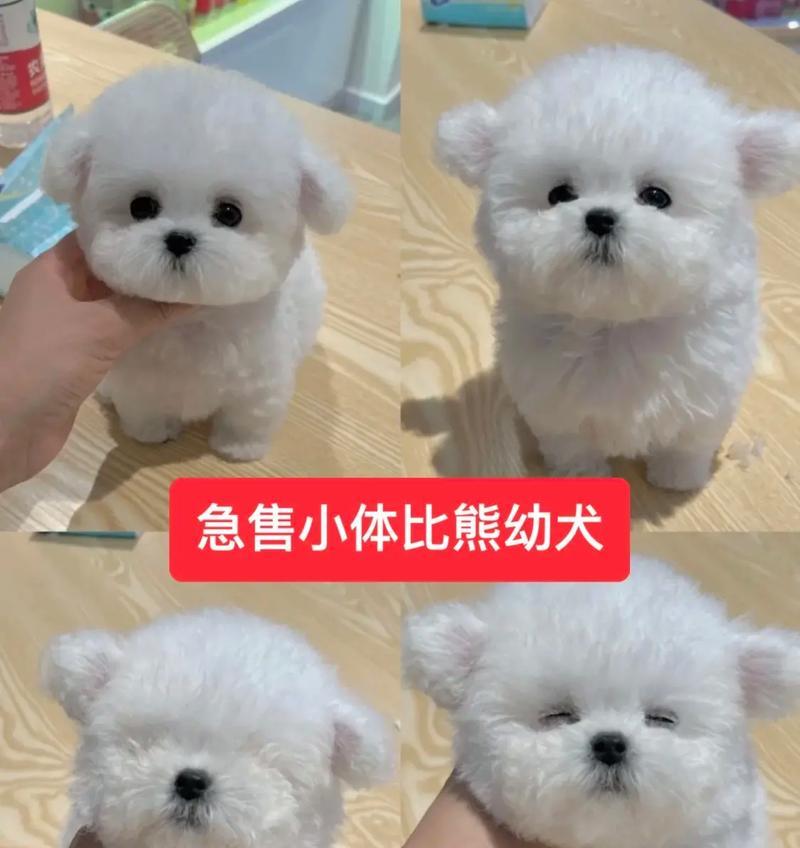 以比熊幼犬鼻子干的原因及治疗方法探究（如何帮助比熊幼犬恢复湿润的鼻子）