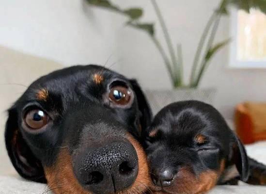 刚出生的狗要吃什么东西？（满足宝宝犬营养需求的饮食指南）