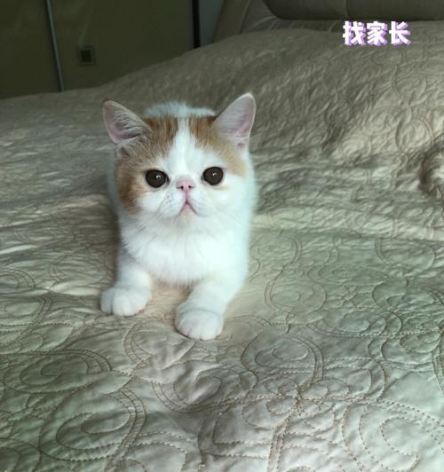 营养均衡的饮食对于加菲幼猫成长至关重要（探究适合加菲幼猫的鱼类食物选择及饮食安排）
